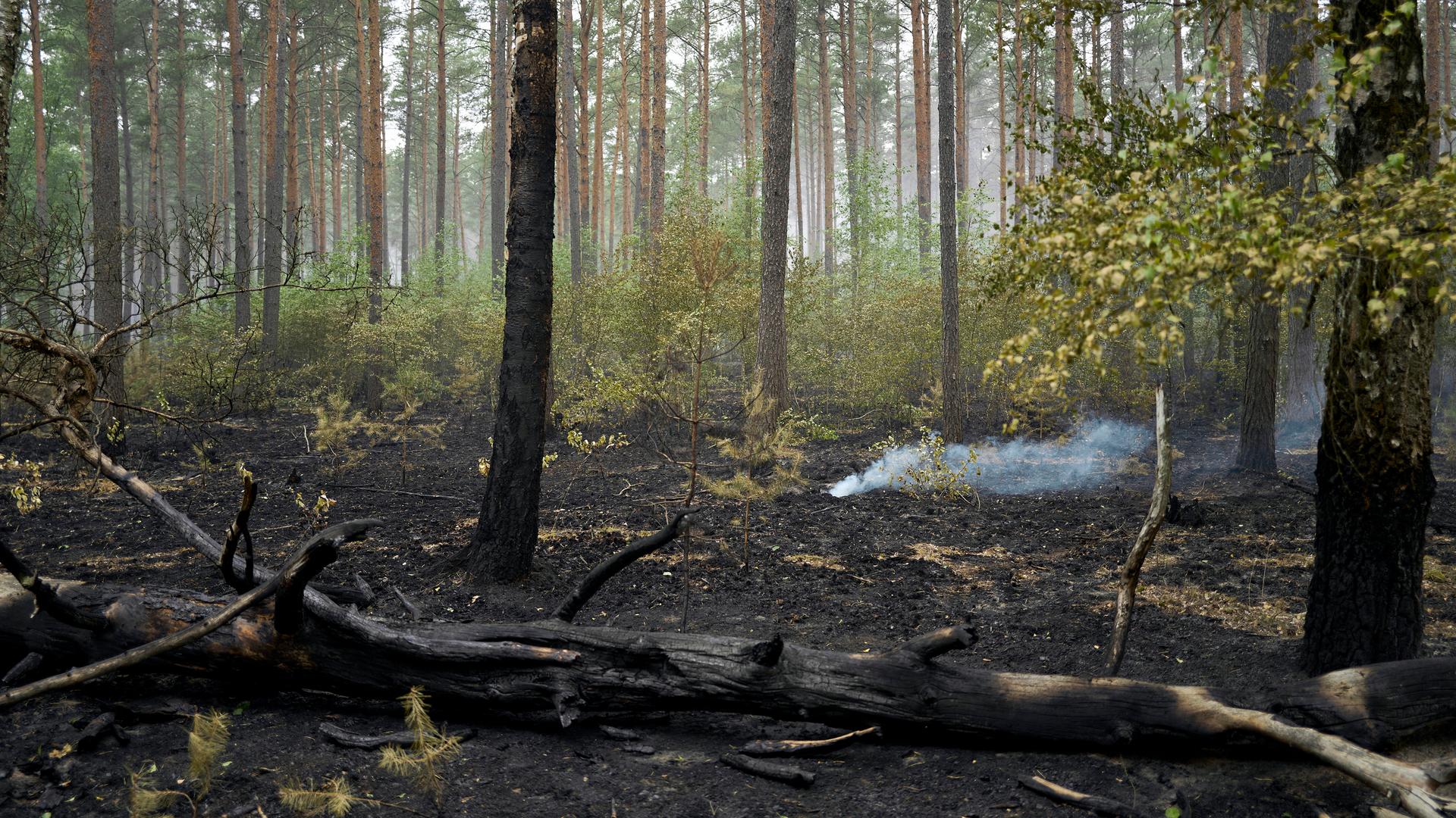 Kleinere Rauchschwaden ziehen durch den abgebrannten Bereich des Waldbrandes im Müritz-Nationalpark. Kleinere Rauchschwaden ziehen durch den abgebrannten Bereich des Waldbrandes im Müritz-Nationalpark.