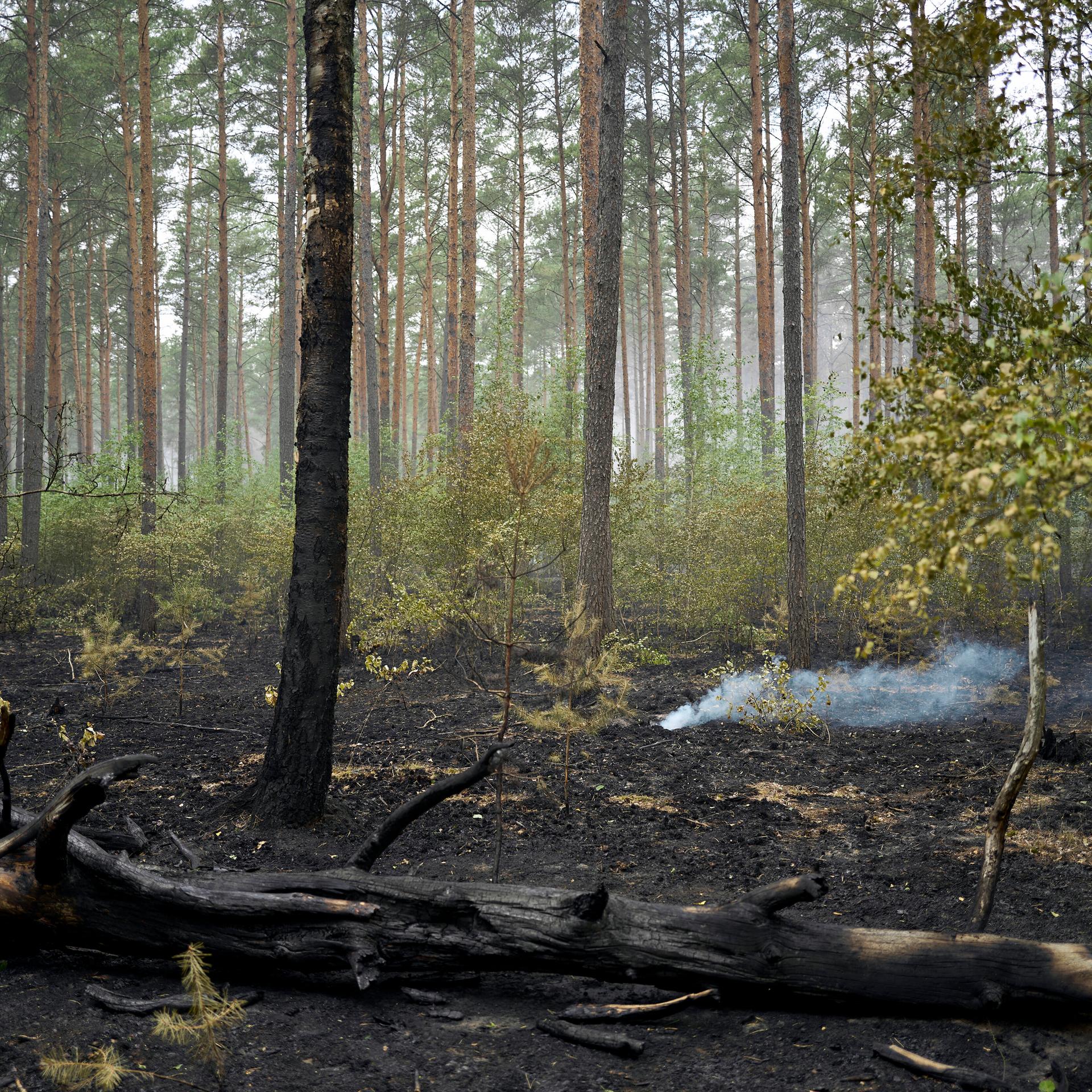 Kleinere Rauchschwaden ziehen durch den abgebrannten Bereich des Waldbrandes im Müritz-Nationalpark.