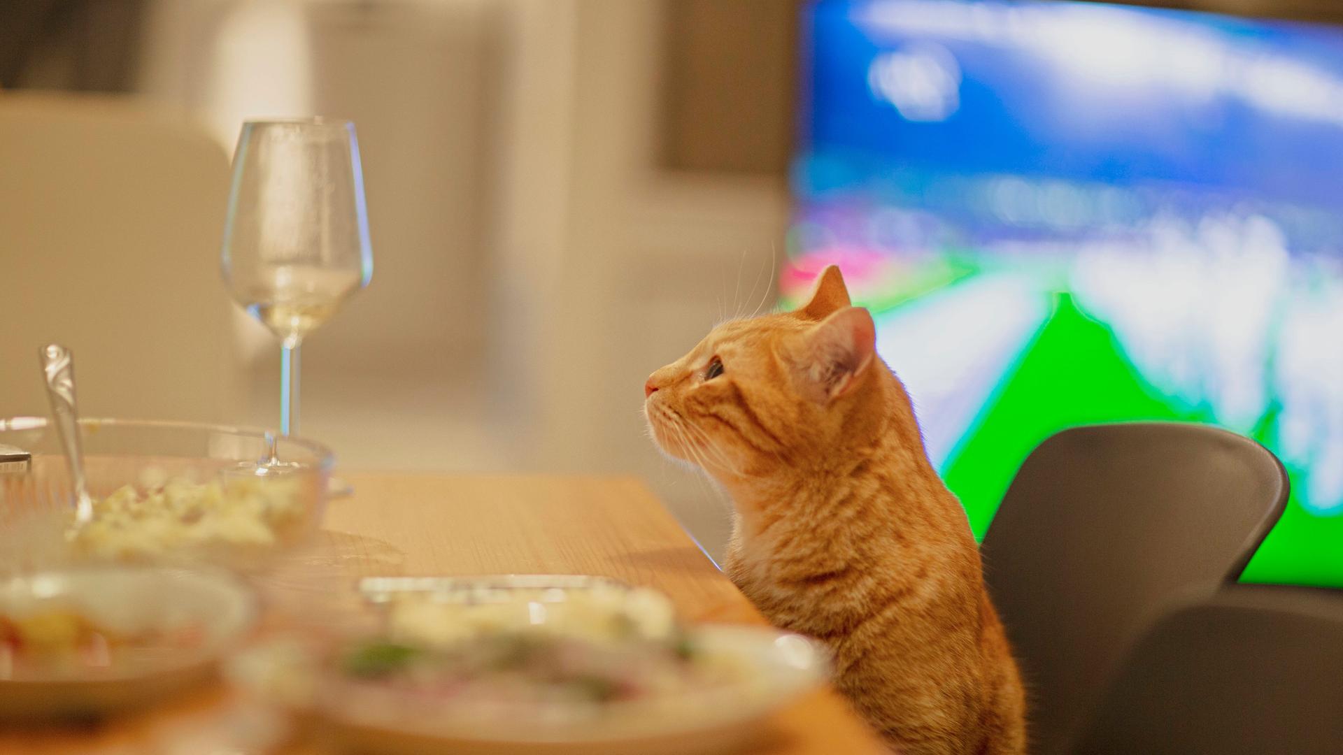 Eine orangene Katze, die an einem Tisch sitzt und ein Glas Wein betrachtet. Eine orangene Katze, die an einem Tisch sitzt und ein Glas Wein betrachtet.