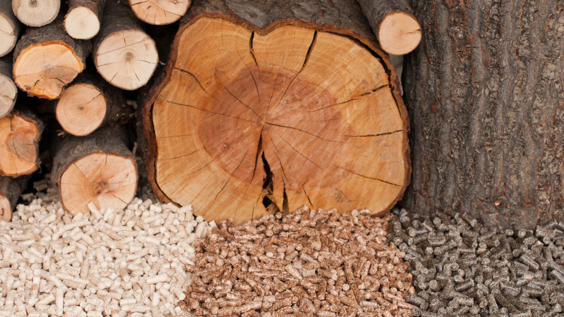 Verschieden Arten von Holzpellets liegen vor den jeweiligen Holzarten.