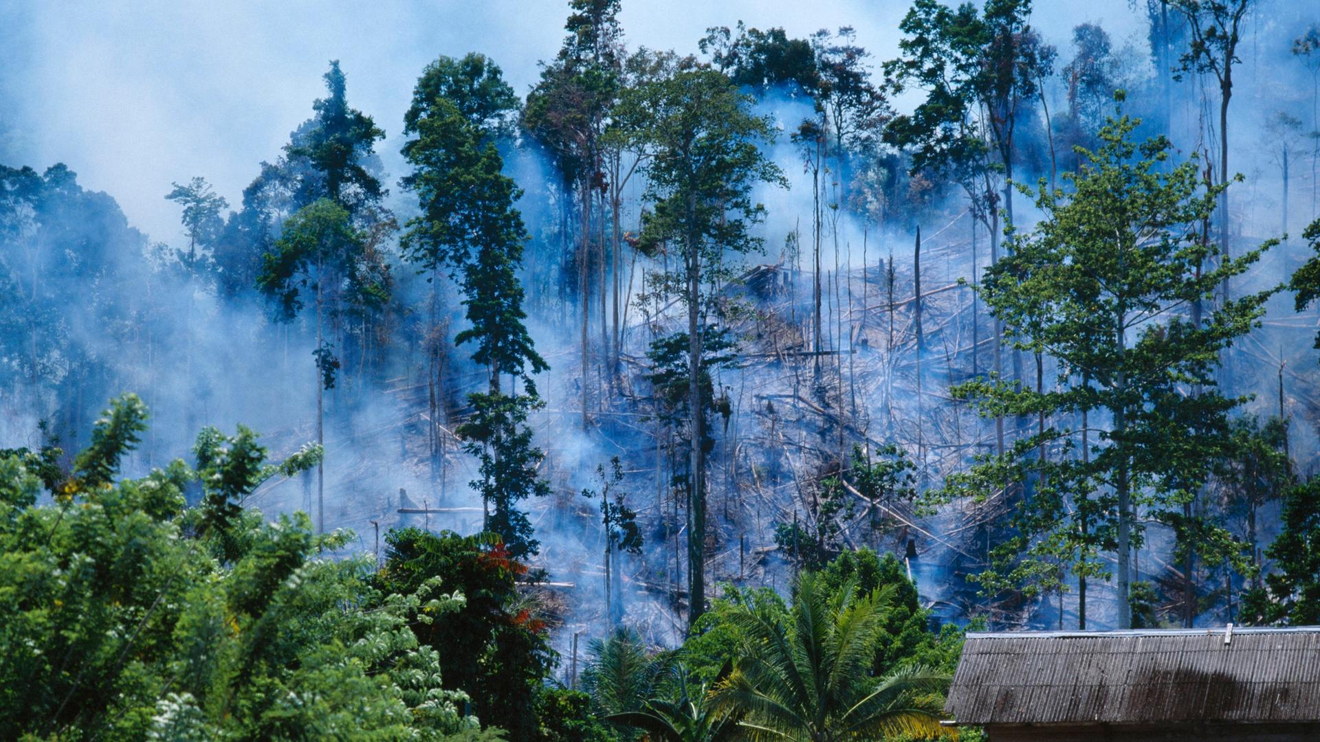 Zu sehen ist ein zerstörter Regenwald in Java/Indonesien. Zwischen den Bäumen hängen Rauchschwaden.