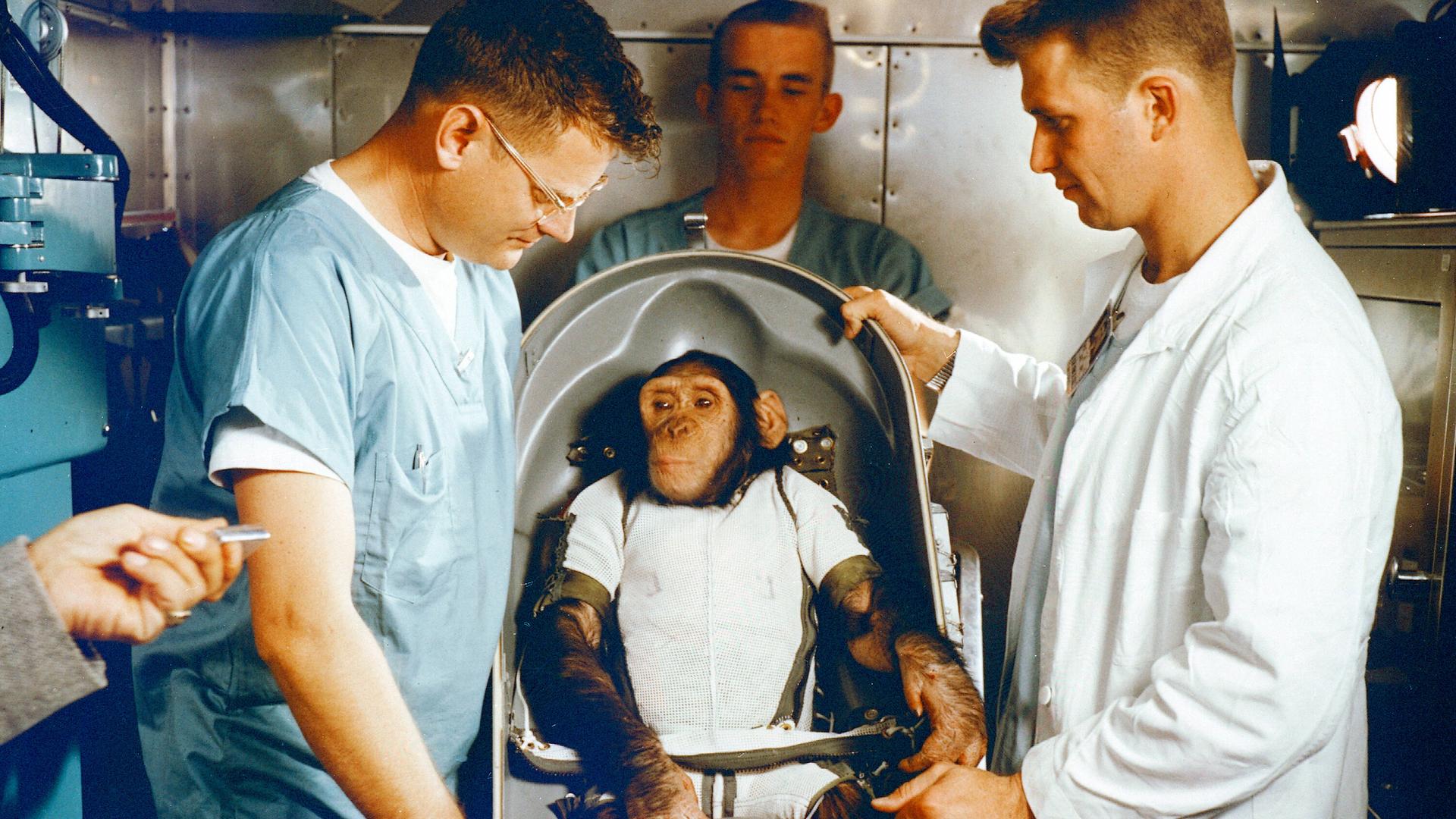 Der dreijähriger Schimpanse Ham in der Biopack-Liege für den suborbitalen Testflug der MR-2 am 31. Januar 1961.