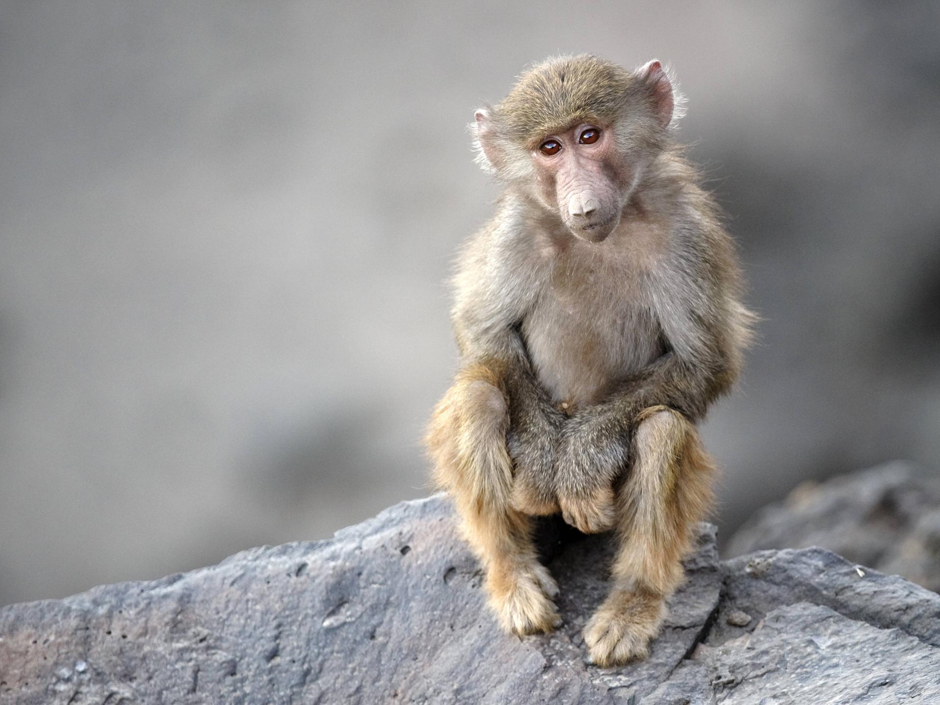 Wir sehen ein Affenbaby, das auf einem Felsen sitzt. 