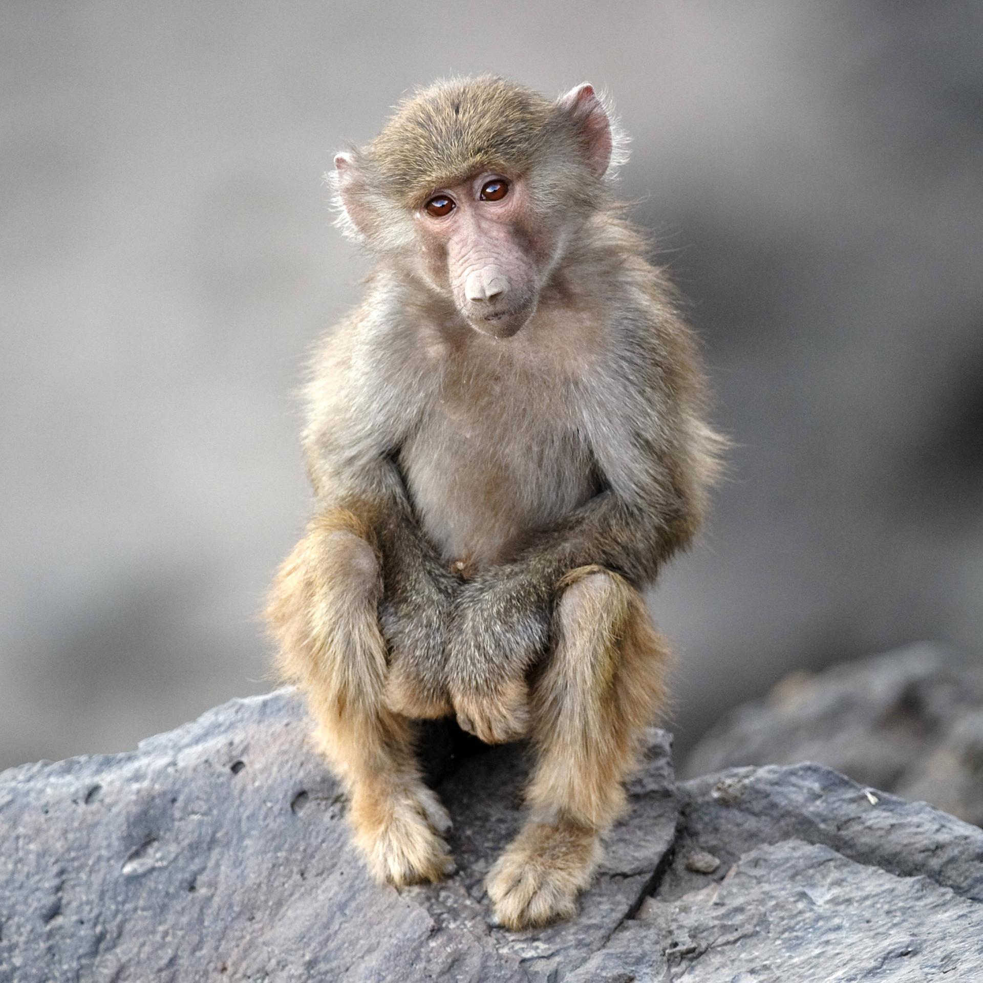 Wir sehen ein Affenbaby, das auf einem Felsen sitzt. 