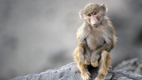 Wir sehen ein Affenbaby, das auf einem Felsen sitzt. Wir sehen ein Affenbaby, das auf einem Felsen sitzt.