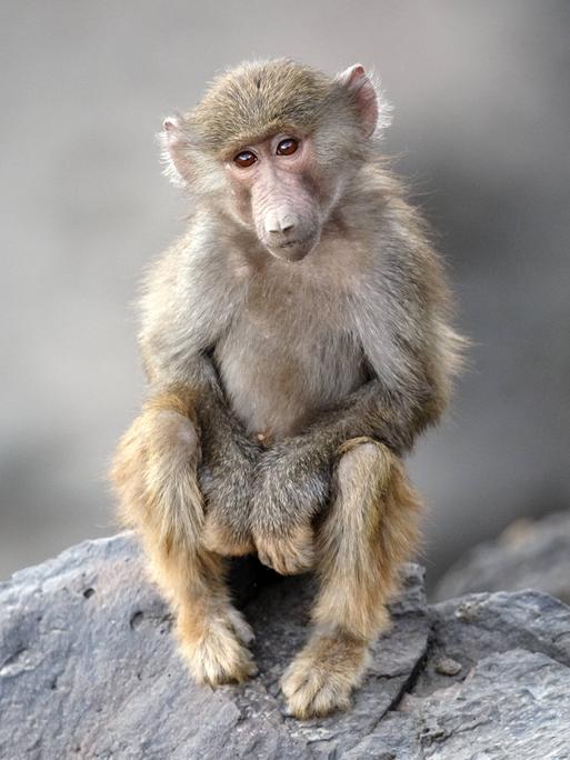 Wir sehen ein Affenbaby, das auf einem Felsen sitzt. 