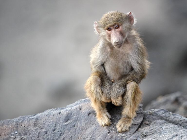 Wir sehen ein Affenbaby, das auf einem Felsen sitzt. 