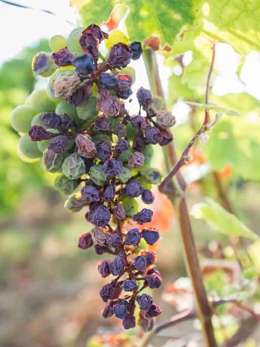 Vertrocknete Weintrauben hängen an einer Rebe.