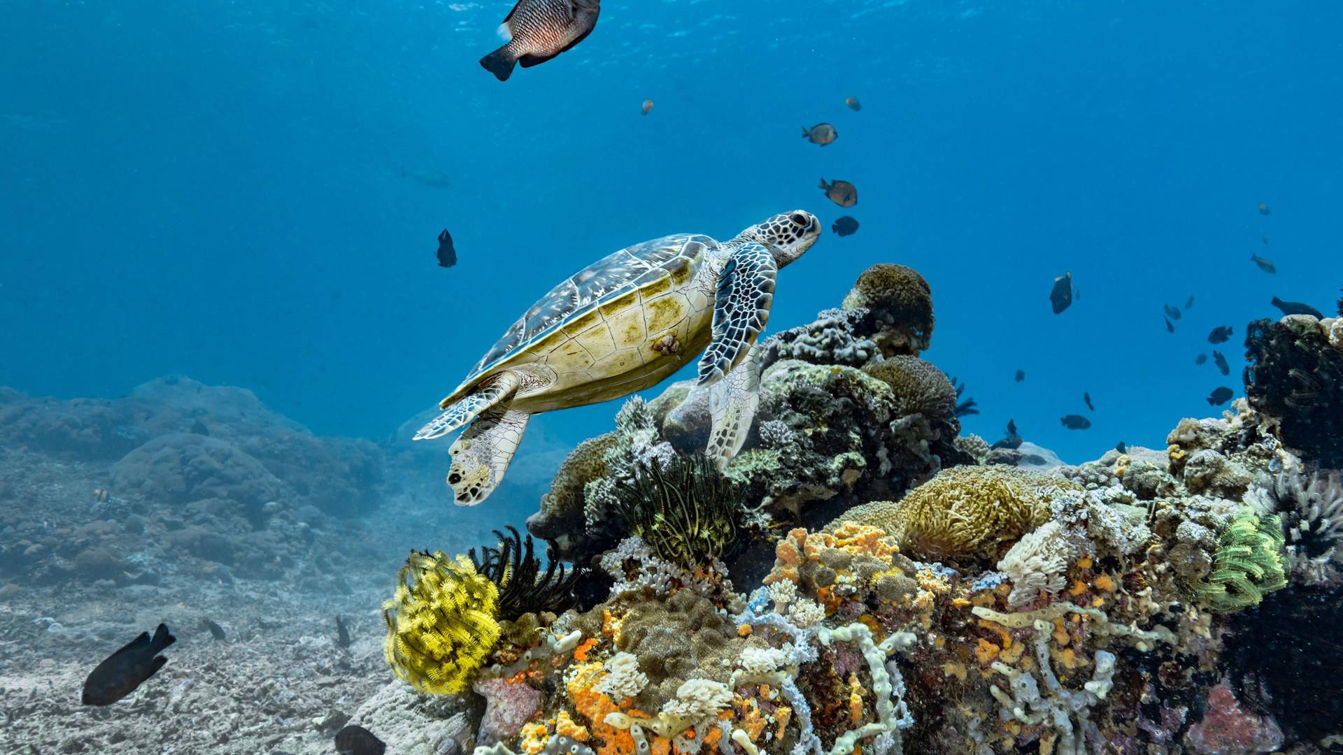 Unterwasseraufnahme einer Schildkröte und vereinzelter Fische an einem Korallenriff.