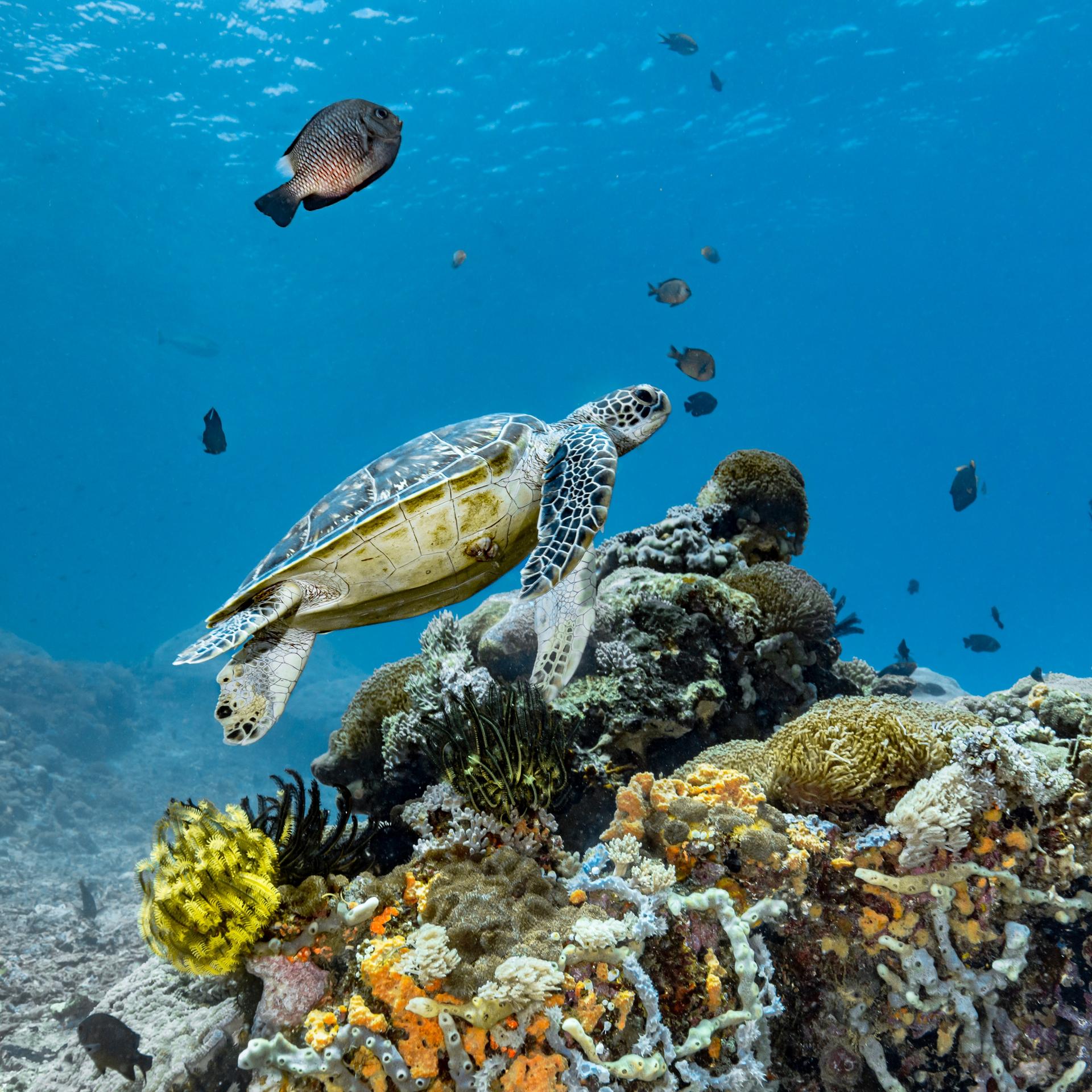 Unterwasseraufnahme einer Schildkröte und vereinzelter Fische an einem Korallenriff.