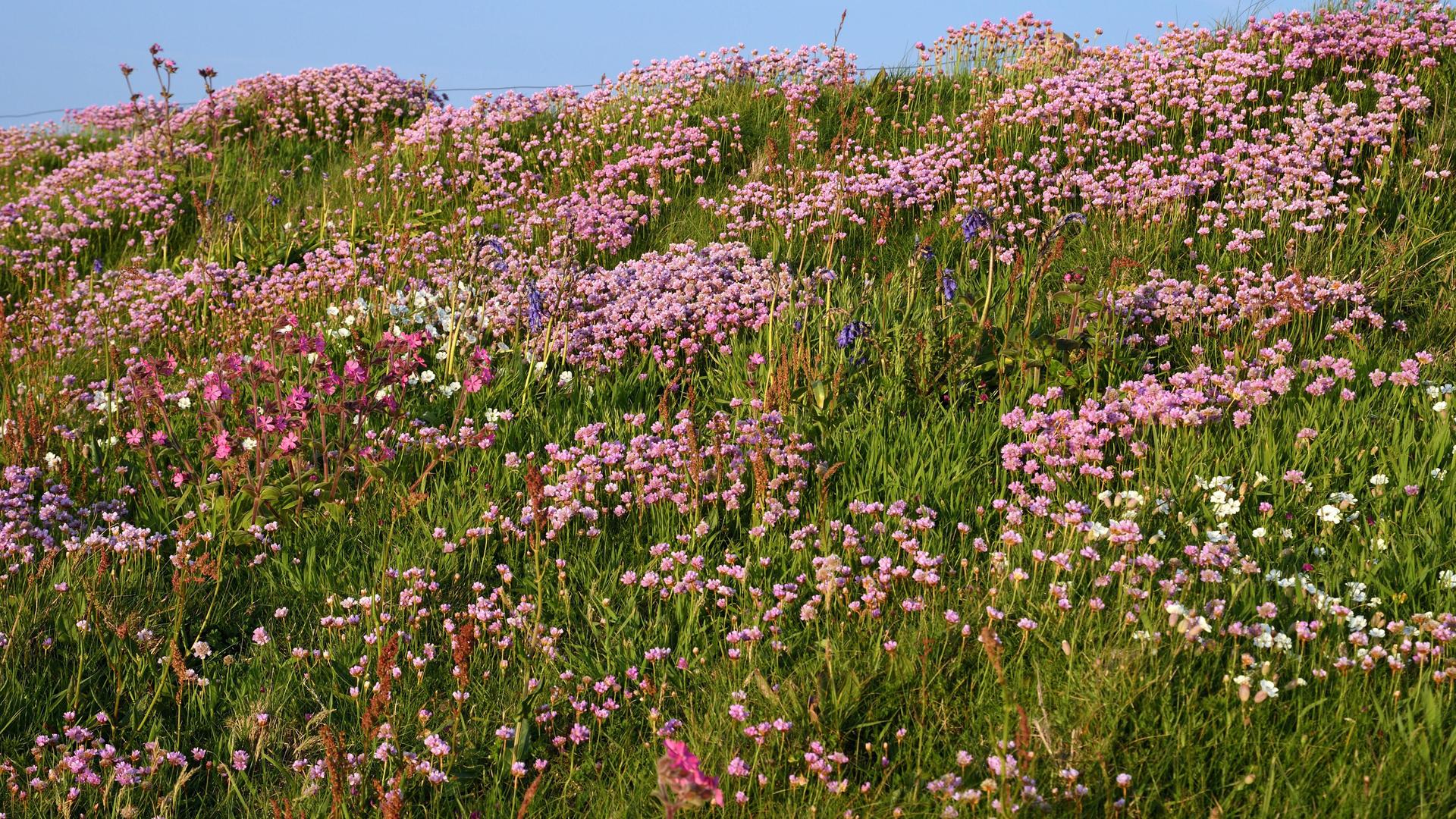 Ein Feld voller rosa blühender Grasnelken