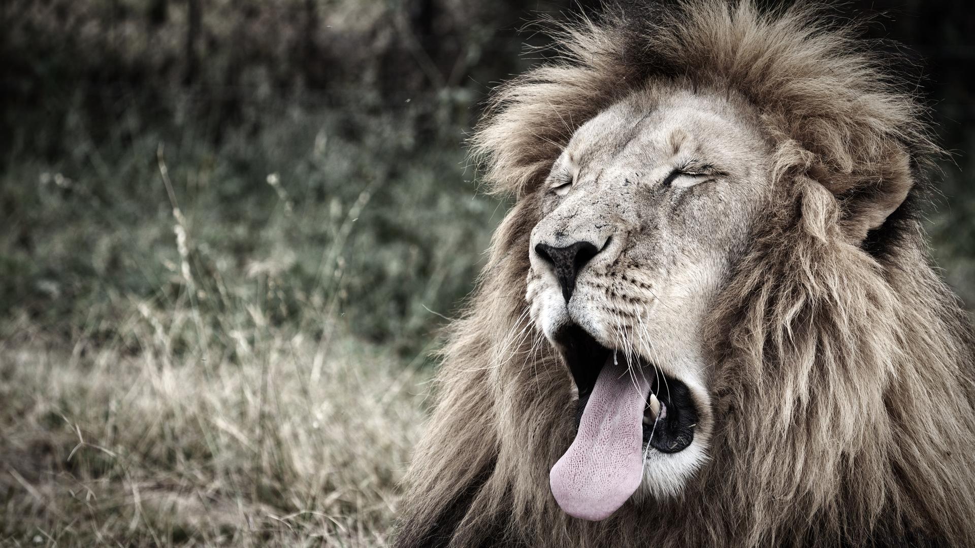 Ein Löwe mit geöffnetem Maul, heraushängender Zunge und geschlossenen Augen.