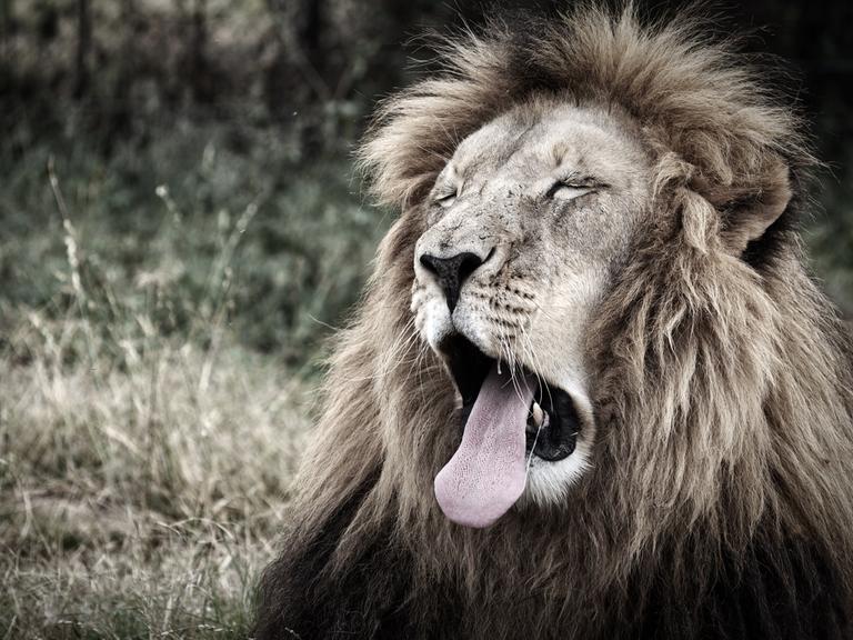 Ein Löwe mit geöffnetem Maul, heraushängender Zunge und geschlossenen Augen.