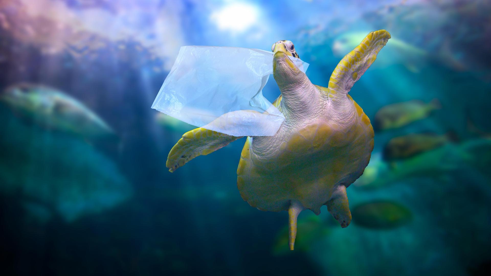 Eine Schildkröte schwimmt mit einer Plastiktüte im Maul im Meer