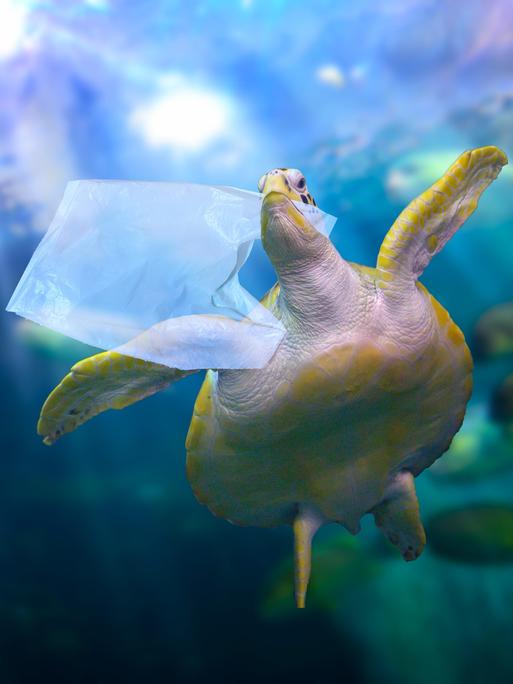 Eine Schildkröte schwimmt mit einer Plastiktüte im Maul im Meer