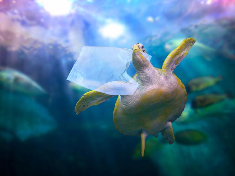 Eine Schildkröte schwimmt mit einer Plastiktüte im Maul im Meer