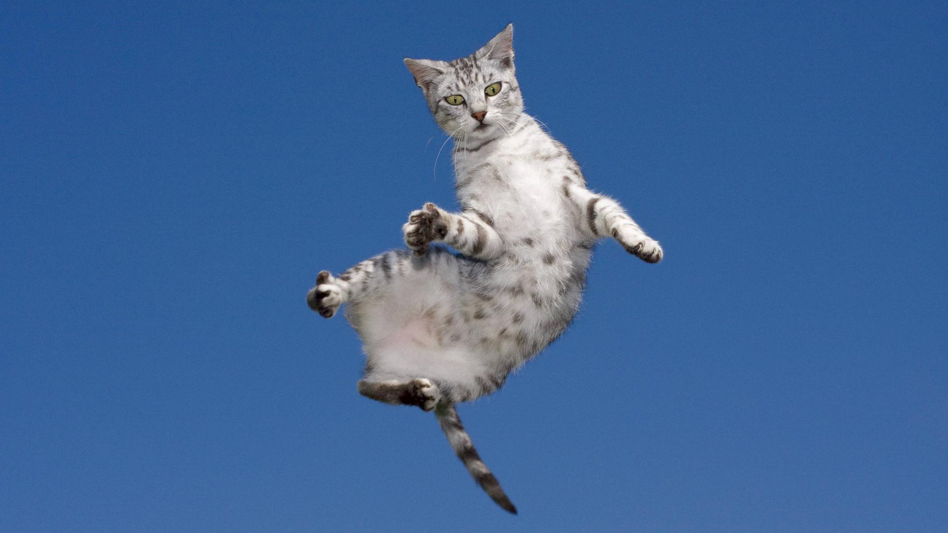 Eine getigerte Katze in der Luft bei einem Sprung.