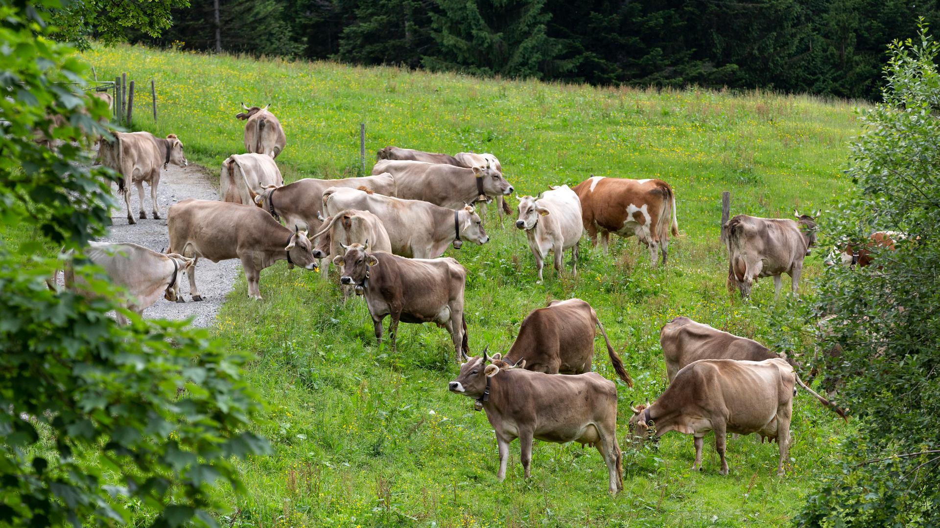 Eine Rinderweide am Bödele Schwarzenberg im Vorarlberg, Österreich Eine Rinderweide am Bödele Schwarzenberg im Vorarlberg, Österreich