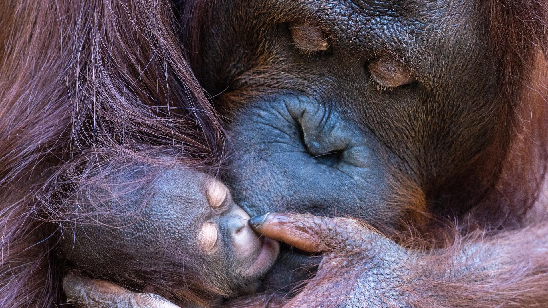 Ein Orang-Utan-Weibchen im Zoo ihr Jungtier in den Armen. 