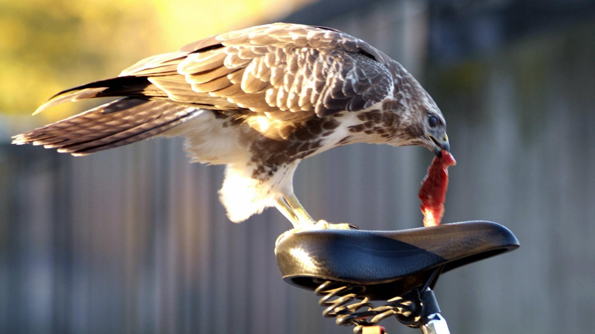 Ein Mäusebussard frisst ein Stück Fleisch von einem Fahrradsitz. Ein Mäusebussard frisst ein Stück Fleisch von einem Fahrradsitz.