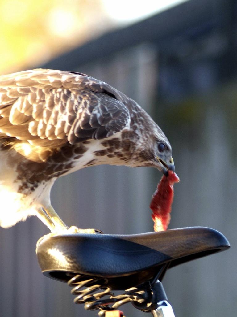 Ein Mäusebussard frisst ein Stück Fleisch von einem Fahrradsitz.