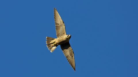 Ein fliegender Wanderfalke vor blauem Himmel
