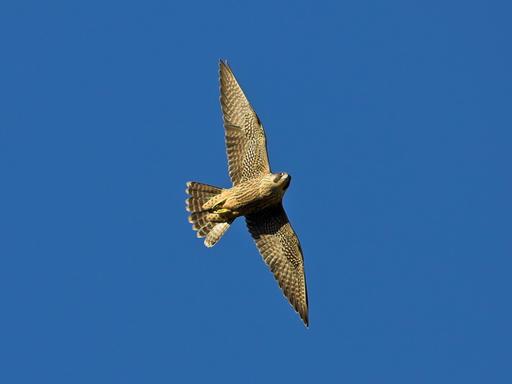 Ein fliegender Wanderfalke vor blauem Himmel