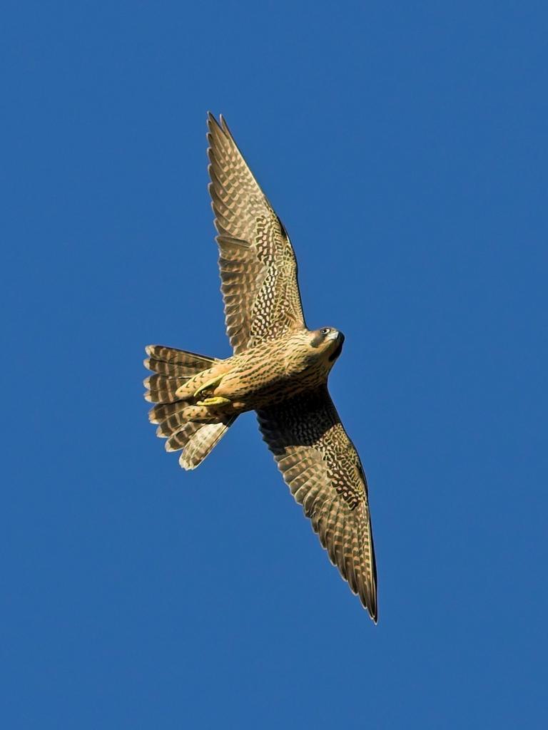 Ein fliegender Wanderfalke vor blauem Himmel