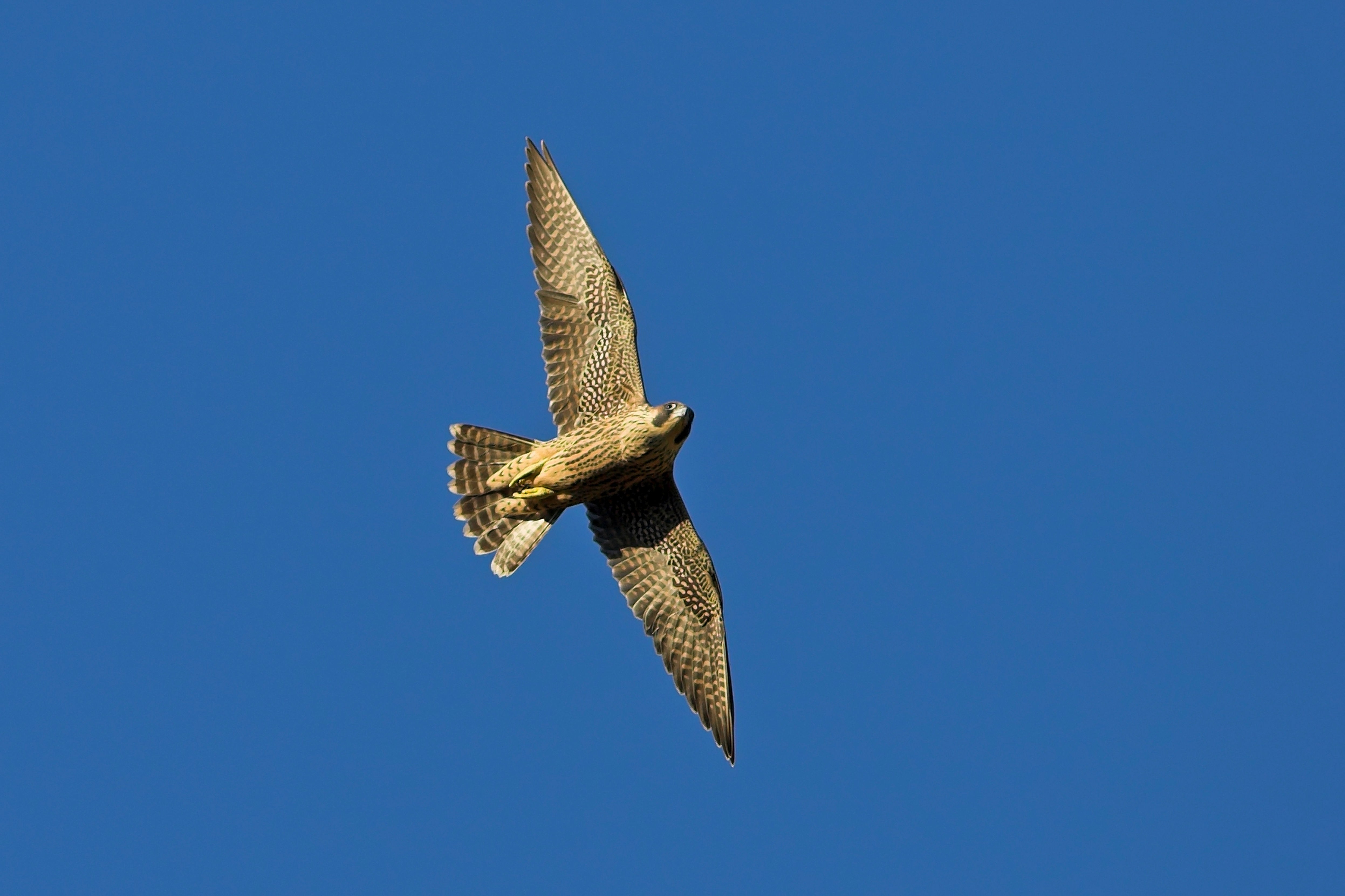 Ein fliegender Wanderfalke vor blauem Himmel