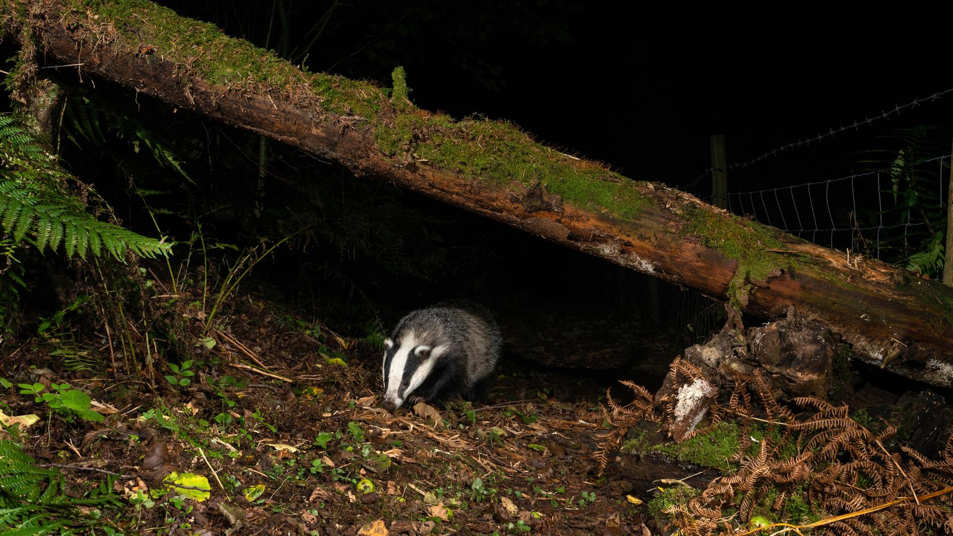 Ein Dachs kommt unter einem mit Moos bewachsenen Baumstamm hervor