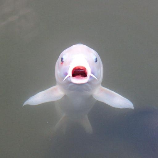 Nahaufnahme eines Fisches mit rötlichem geöffnetem Maul an der Wasseroberfläche. Seine Augen sind aufgerissen, was dem Fisch einen erstaunten Ausdruck verleiht.
