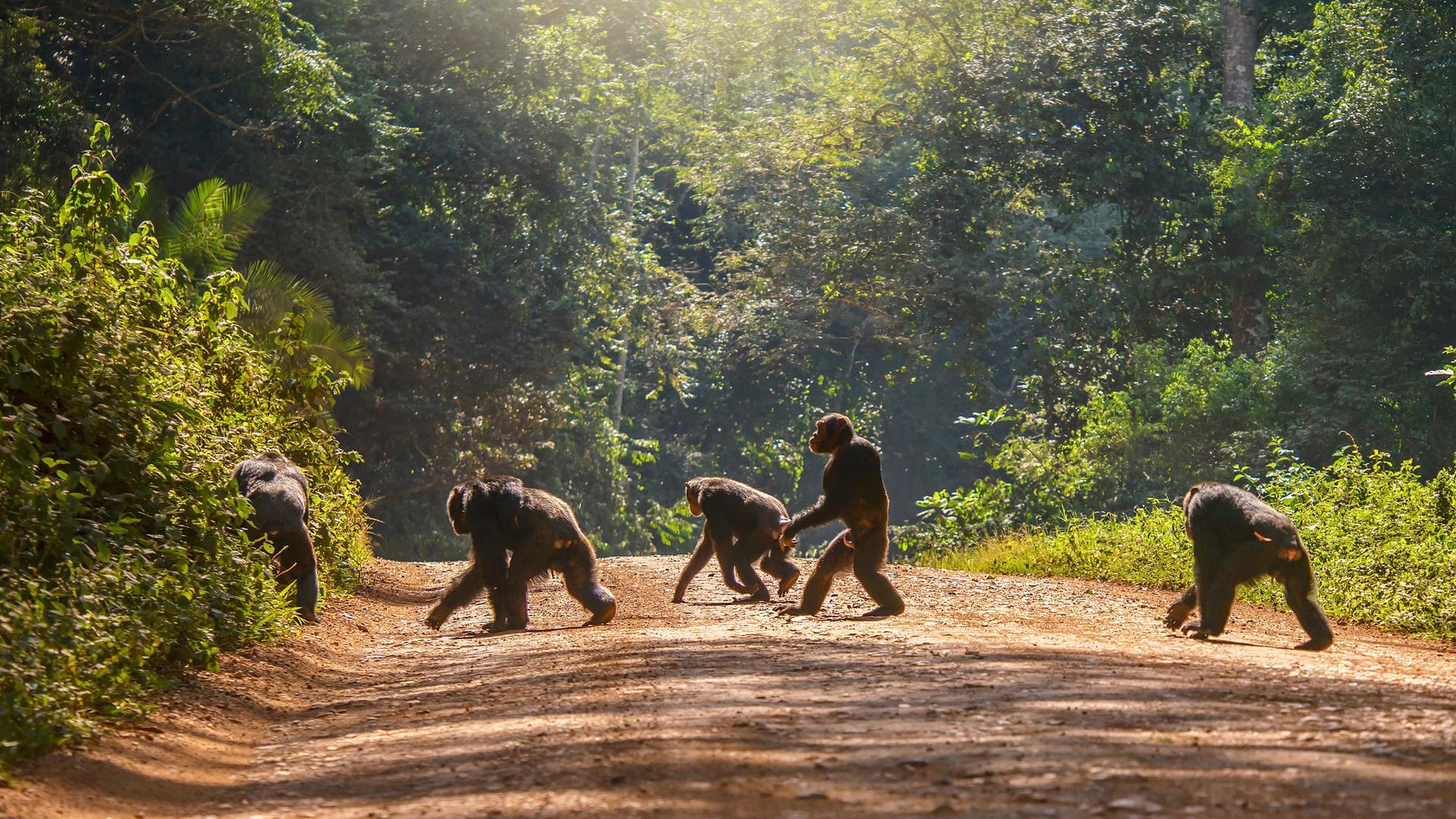 Männliche Ngogo-Schimpansen laufen im Kibale-Nationalpark in Uganda über eine Straße, ein Schimpanse geht aufrecht