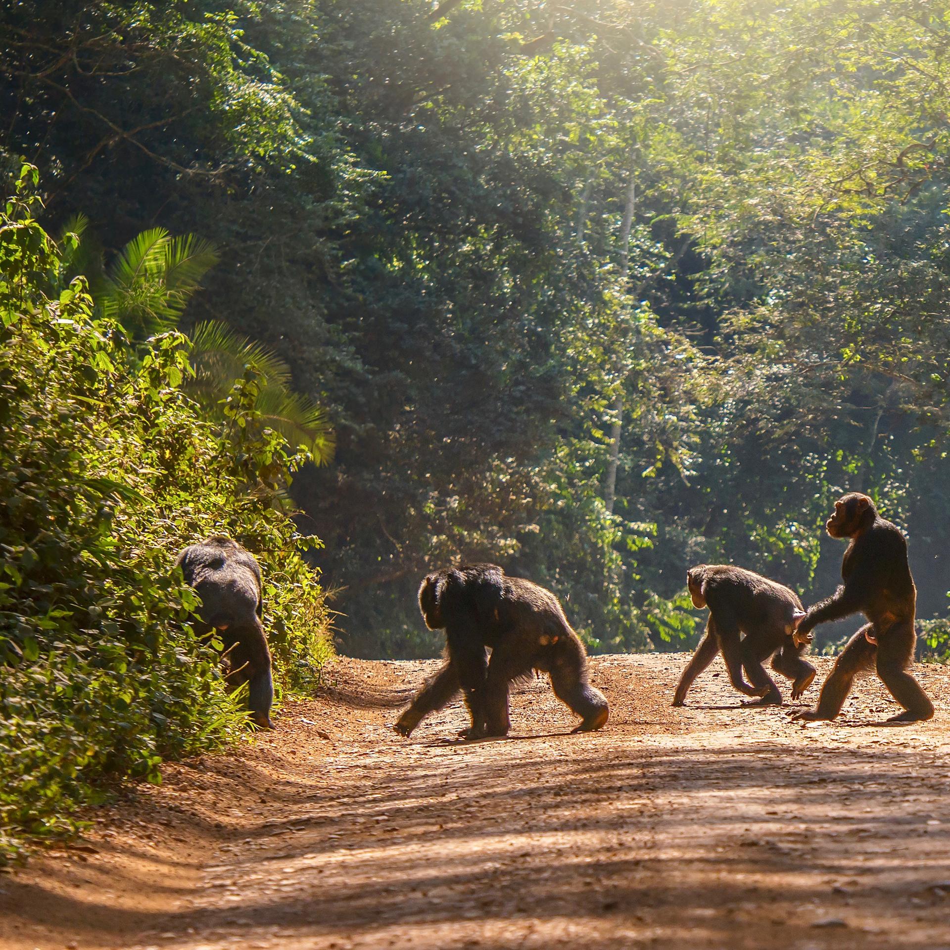 Langzeitstudie - Spaltung einer Schimpansen-Gruppe führte zu tödlicher Gewalt
