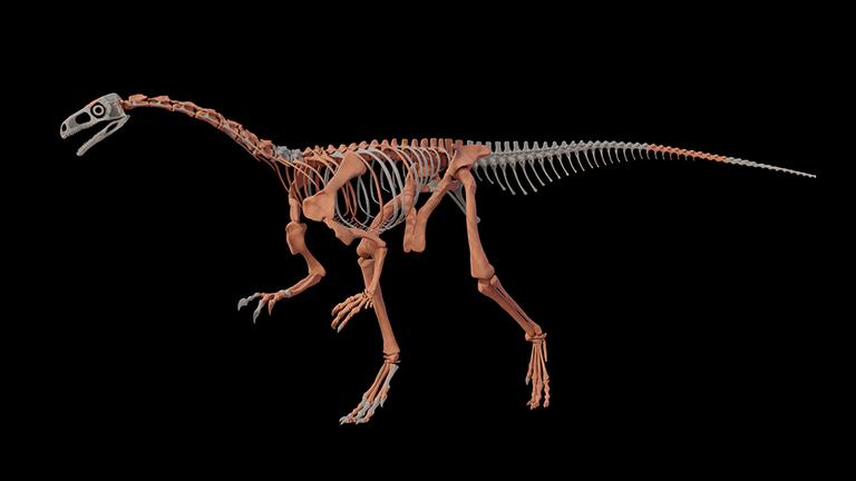 So würde das ganze Skelett von dem Dinosaurier aussehen So würde das ganze Skelett von dem Dinosaurier aussehen