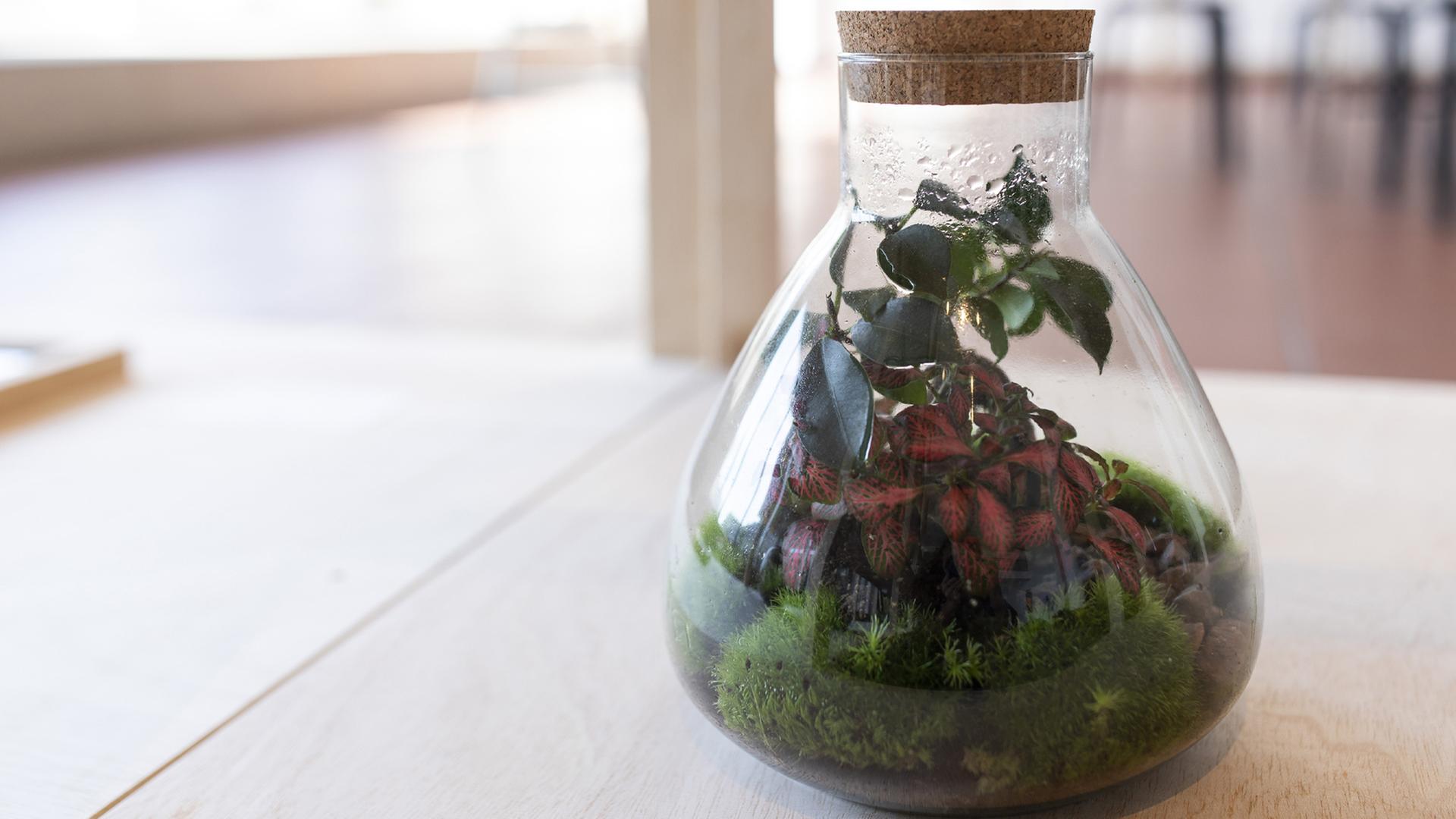 Pflanzen in einem Glasgefäß - Installationsansicht der Ausstellung "Grüne Moderne. Die neue Sicht auf Pflanzen"
Museum Ludwig, Köln 2022