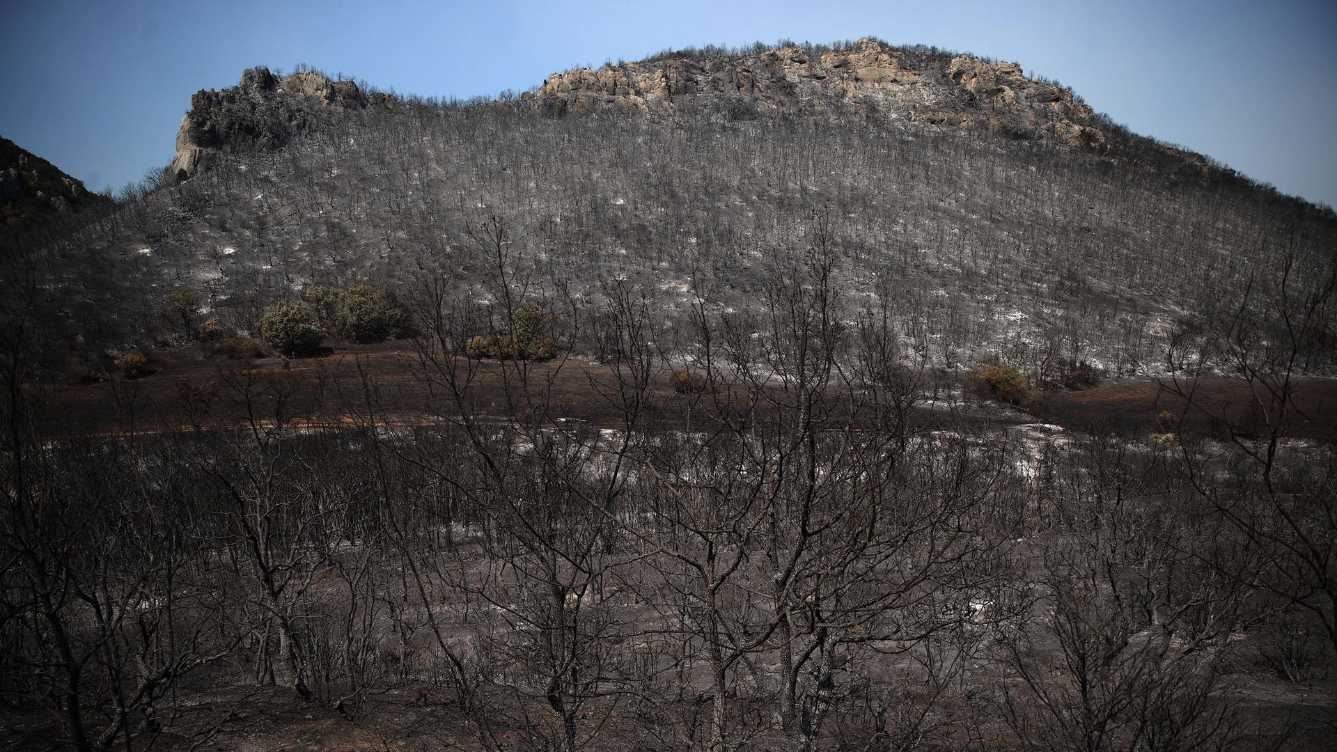 Ein kleiner Berg mit verbrannten Bäumen in der Region Evros in Griechenland.