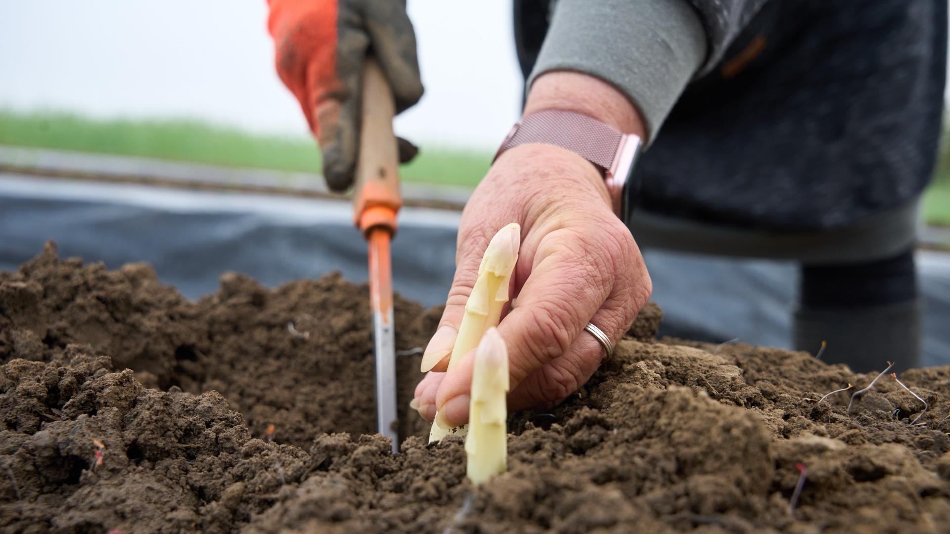 Eine Frau hat ein Messer in der Hand und damit Spargel. 