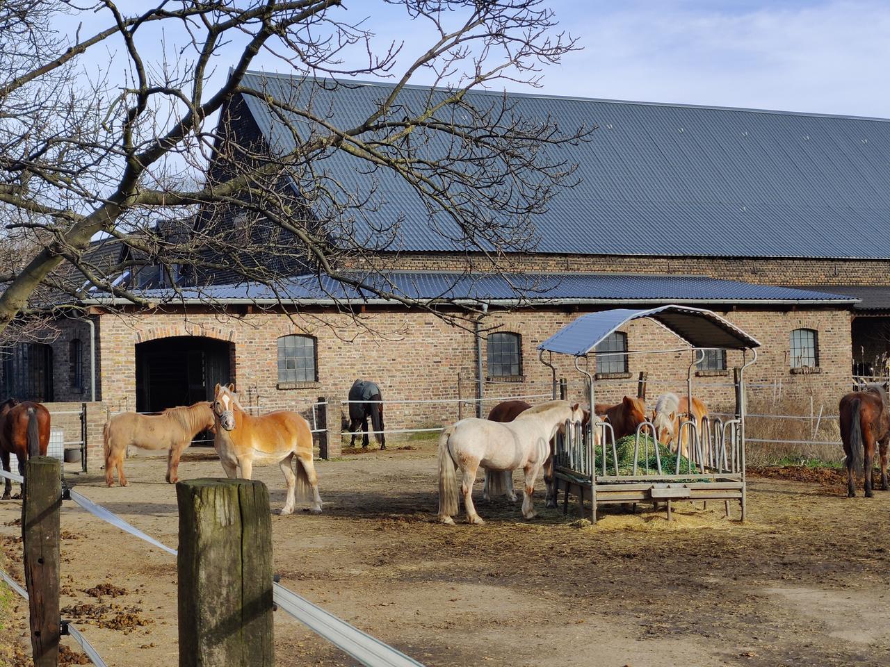 Blick auf den Konrader Hof mit Pferden