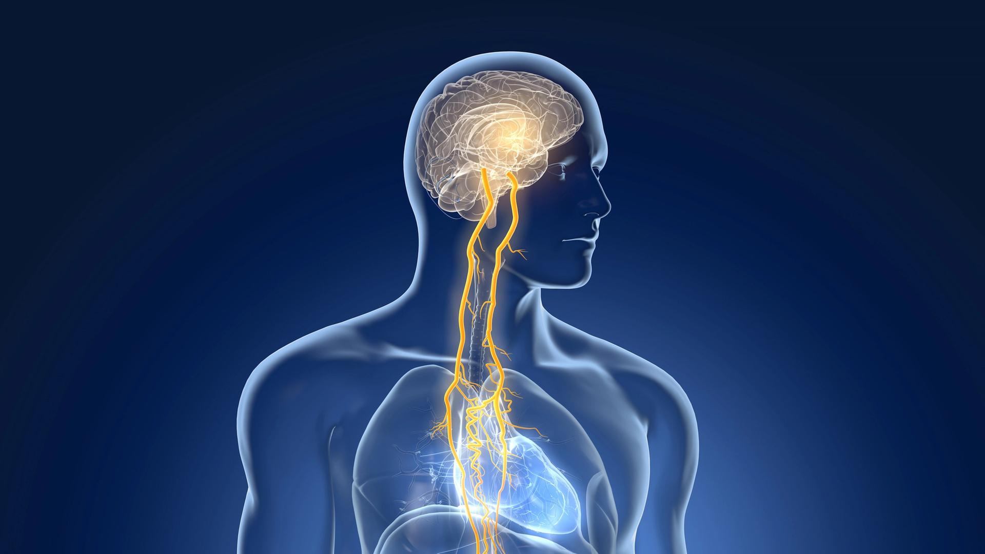 Eine 3D-Illustration zeigt, wie der Vagunsnerv Gehirn und Organe verbindet