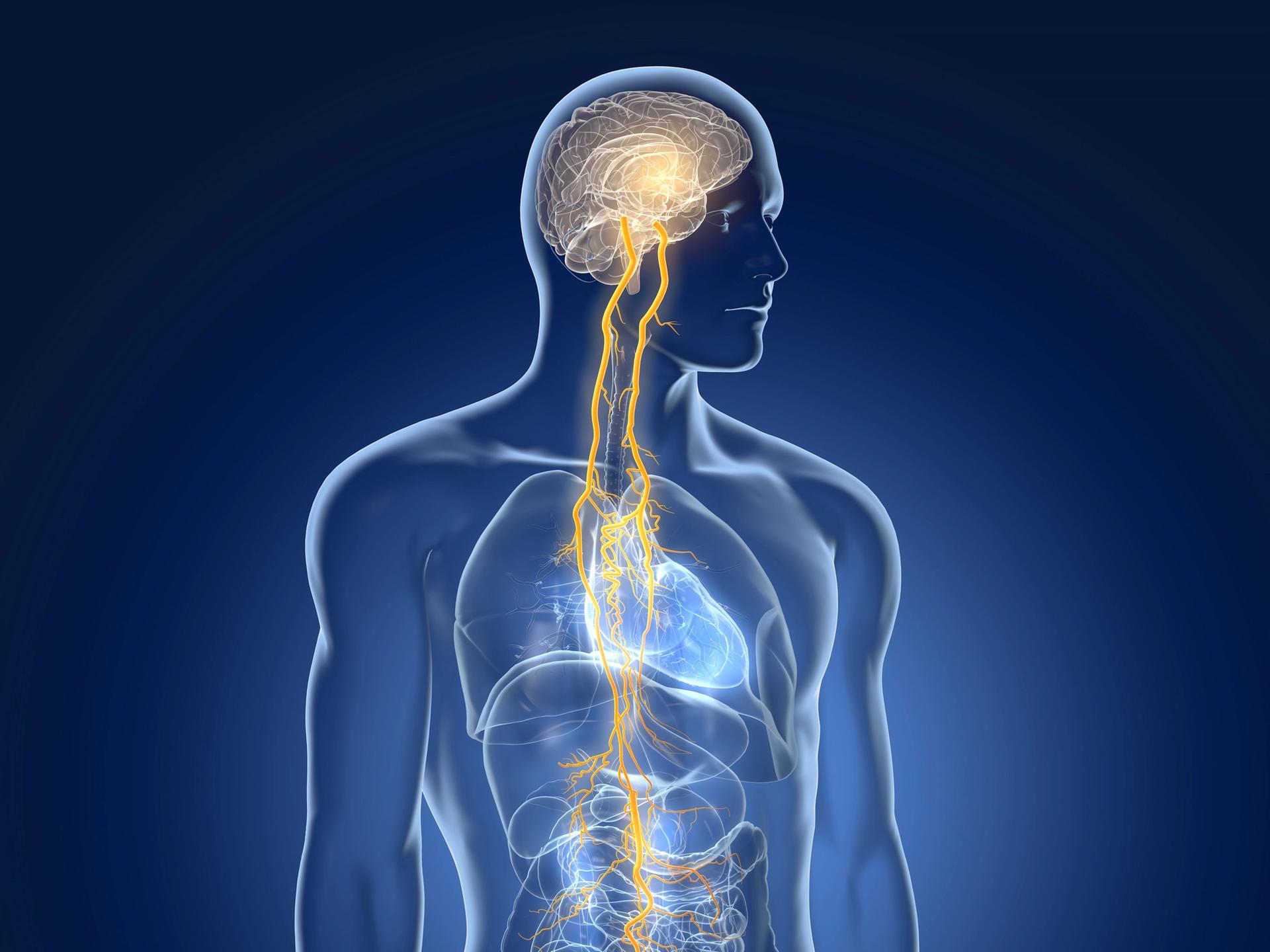 Eine 3D-Illustration zeigt, wie der Vagunsnerv Gehirn und Organe verbindet