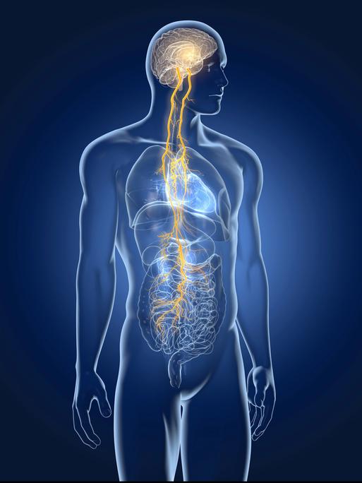 Eine 3D-Illustration zeigt, wie der Vagunsnerv Gehirn und Organe verbindet