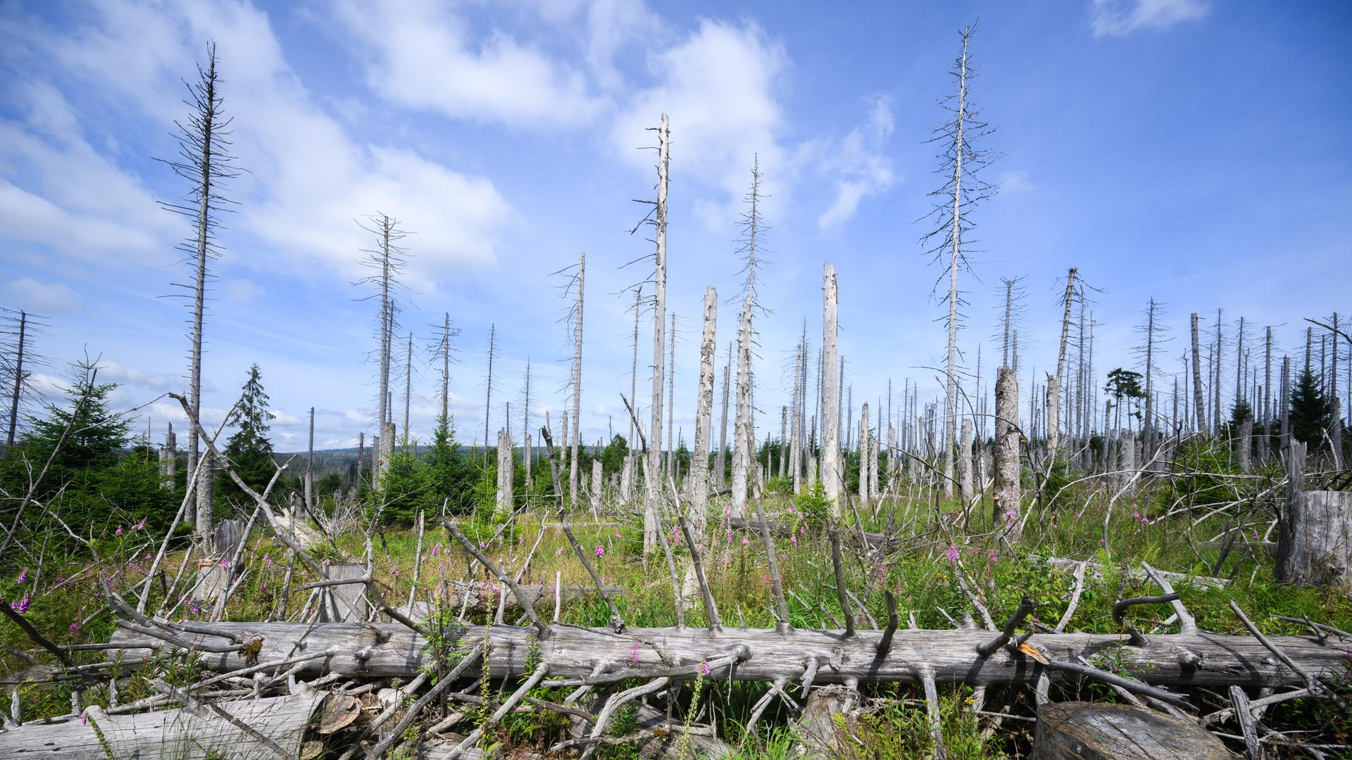 Das Bild zeigt einen kaputten Wald. Viele Fichten-Bäume sind gestorben. 