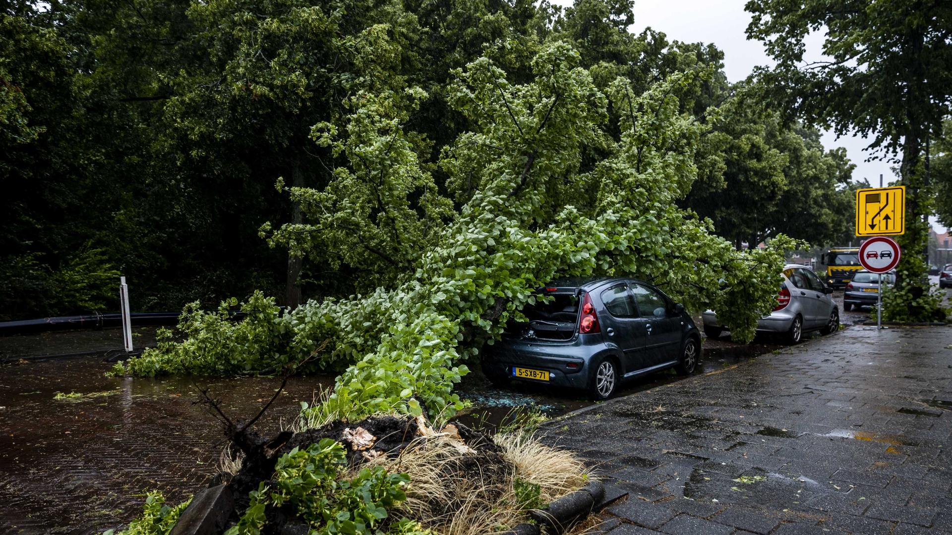 Niederlande, Haarlem: Ein umgestürzter Baum auf einem Auto auf der Zaanenlaan. Wegen eines Unwetters gibt es in den Niederlanden massive Verkehrsbehinderungen. Die Eisenbahnen stellten den Verkehr im Norden des Landes aufgrund eines schweren Sturms am Mittwochmorgen schrittweise ein, wie die Bahn mitteilte.