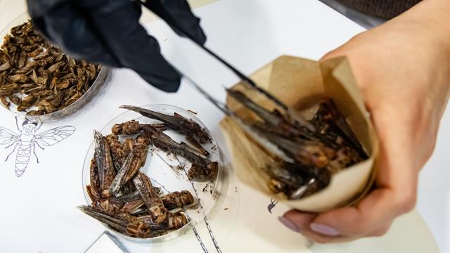 Eine Person füllt Insekten wie Pommes in eine Tüte zum Verkosten. 