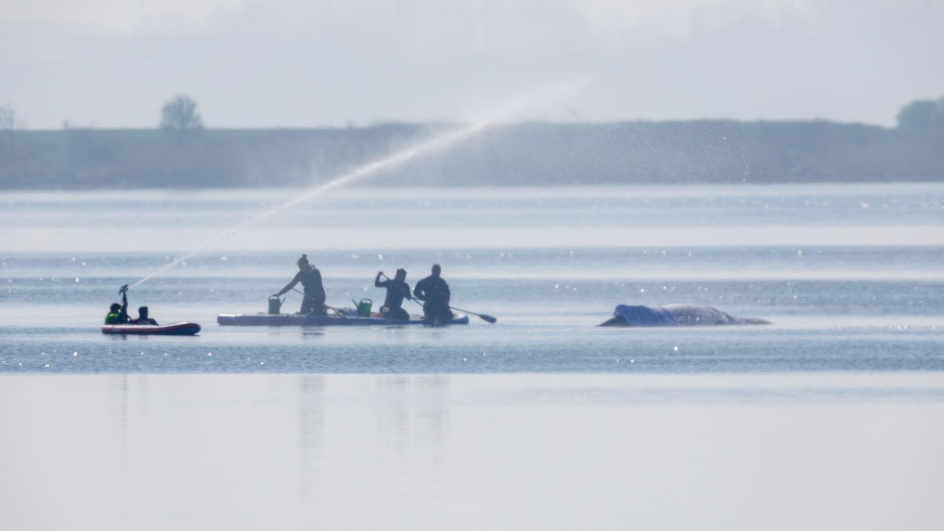 Retter bespritzen den Buckelwal vor der Insel Poel mit Wasser. Für den bei Wismar gestrandeten Buckelwal soll der neue Rettungsversuch heute beginnen. Umgesetzt werden soll das Konzept von einer privaten Initiative.
