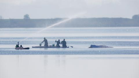 Retter bespritzen den Buckelwal vor der Insel Poel mit Wasser. Für den bei Wismar gestrandeten Buckelwal soll der neue Rettungsversuch heute beginnen. Umgesetzt werden soll das Konzept von einer privaten Initiative.