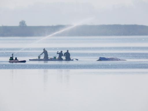 Retter bespritzen den Buckelwal vor der Insel Poel mit Wasser. Für den bei Wismar gestrandeten Buckelwal soll der neue Rettungsversuch heute beginnen. Umgesetzt werden soll das Konzept von einer privaten Initiative.