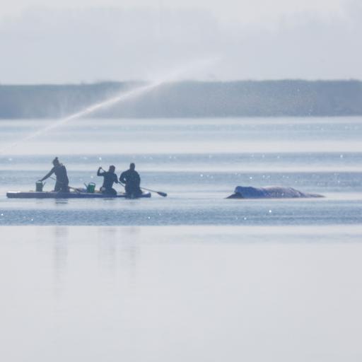 Retter bespritzen den Buckelwal vor der Insel Poel mit Wasser. Für den bei Wismar gestrandeten Buckelwal soll der neue Rettungsversuch heute beginnen. Umgesetzt werden soll das Konzept von einer privaten Initiative.