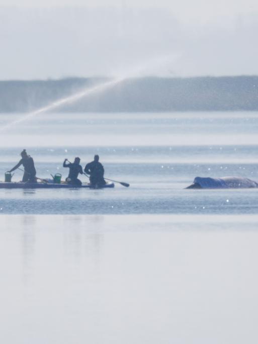 Retter bespritzen den Buckelwal vor der Insel Poel mit Wasser. Für den bei Wismar gestrandeten Buckelwal soll der neue Rettungsversuch heute beginnen. Umgesetzt werden soll das Konzept von einer privaten Initiative.