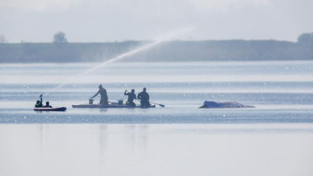 Retter bespritzen den Buckelwal vor der Insel Poel mit Wasser. Für den bei Wismar gestrandeten Buckelwal soll der neue Rettungsversuch heute beginnen. Umgesetzt werden soll das Konzept von einer privaten Initiative.